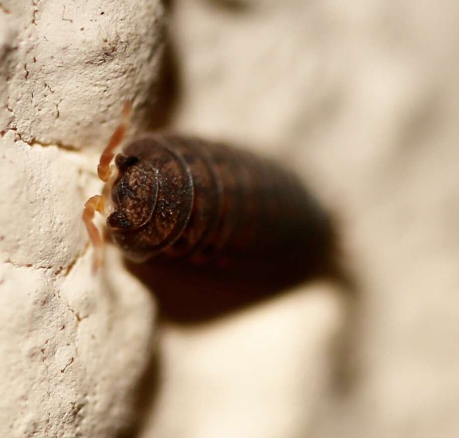 Image of Pillbug