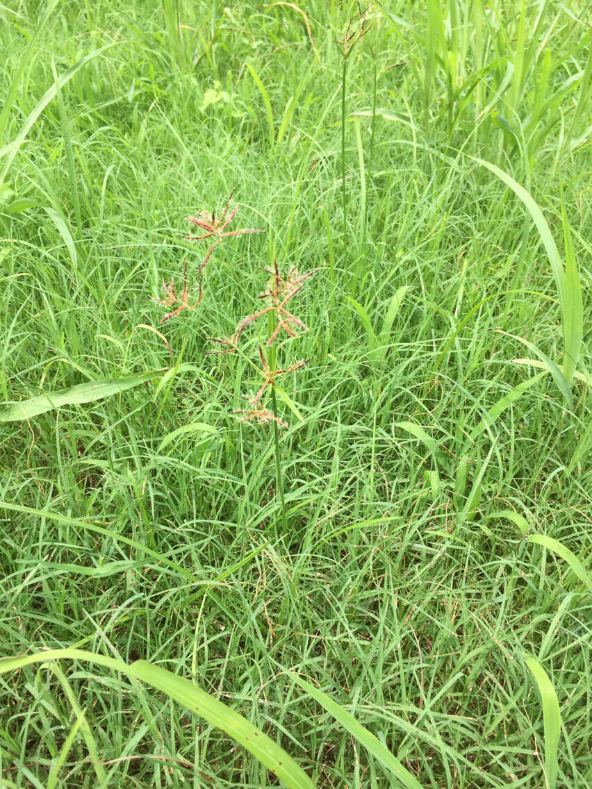 Imagem de Cyperus rotundus L.