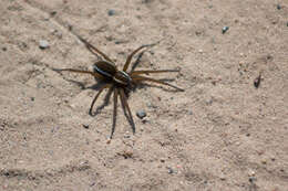 Plancia ëd Dolomedes fimbriatus (Clerck 1757)