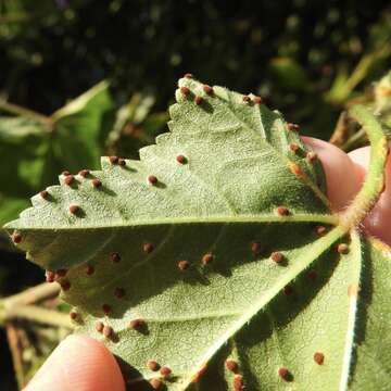 Imagem de Puccinia malvacearum Bertero ex Mont. 1852