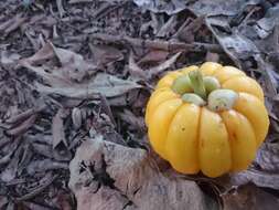 Image of Garcinia atroviridis Griff. ex T. Anders.