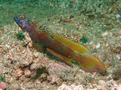 Image of Metallic shrimpgoby