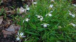 Imagem de Lobelia chinensis Lour.