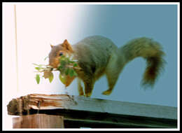 Image of Sciurus subgen. Sciurus Linnaeus 1758