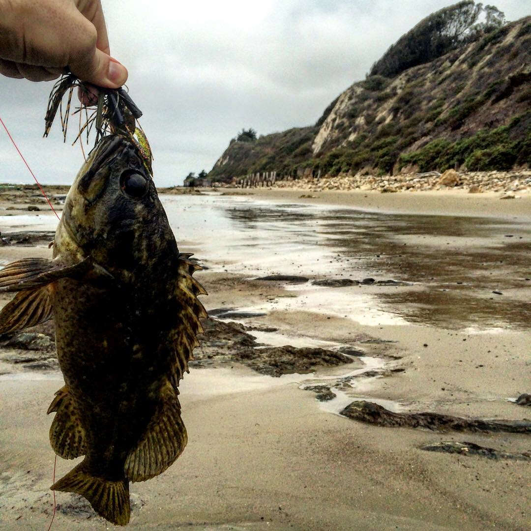 Image of Grass rockfish