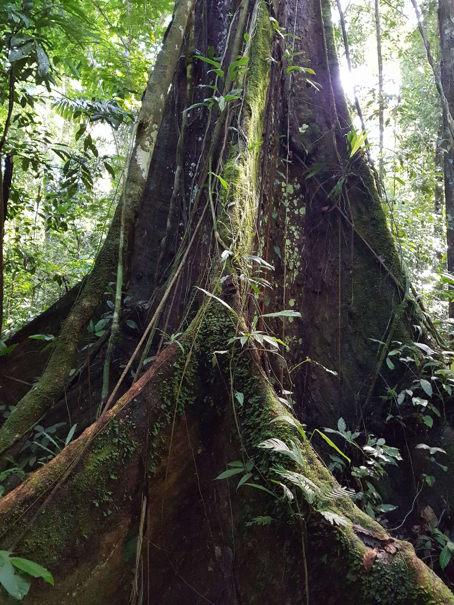 <i>Terminalia bucidoides</i> resmi