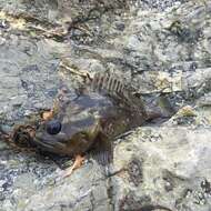 Image of Grass rockfish