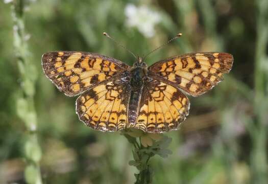 Image de Phyciodes pallida Edwards 1864