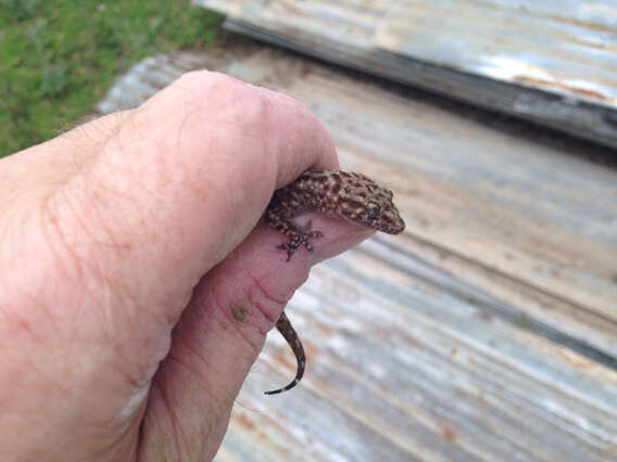 Image of mediterranean house gecko