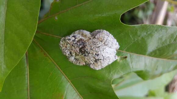 Imagem de Dendropsophus marmoratus (Laurenti 1768)