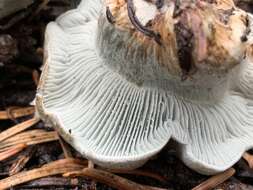 Image of Hygrophorus caeruleus O. K. Mill. 1984