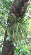 Image of rock tassel fern