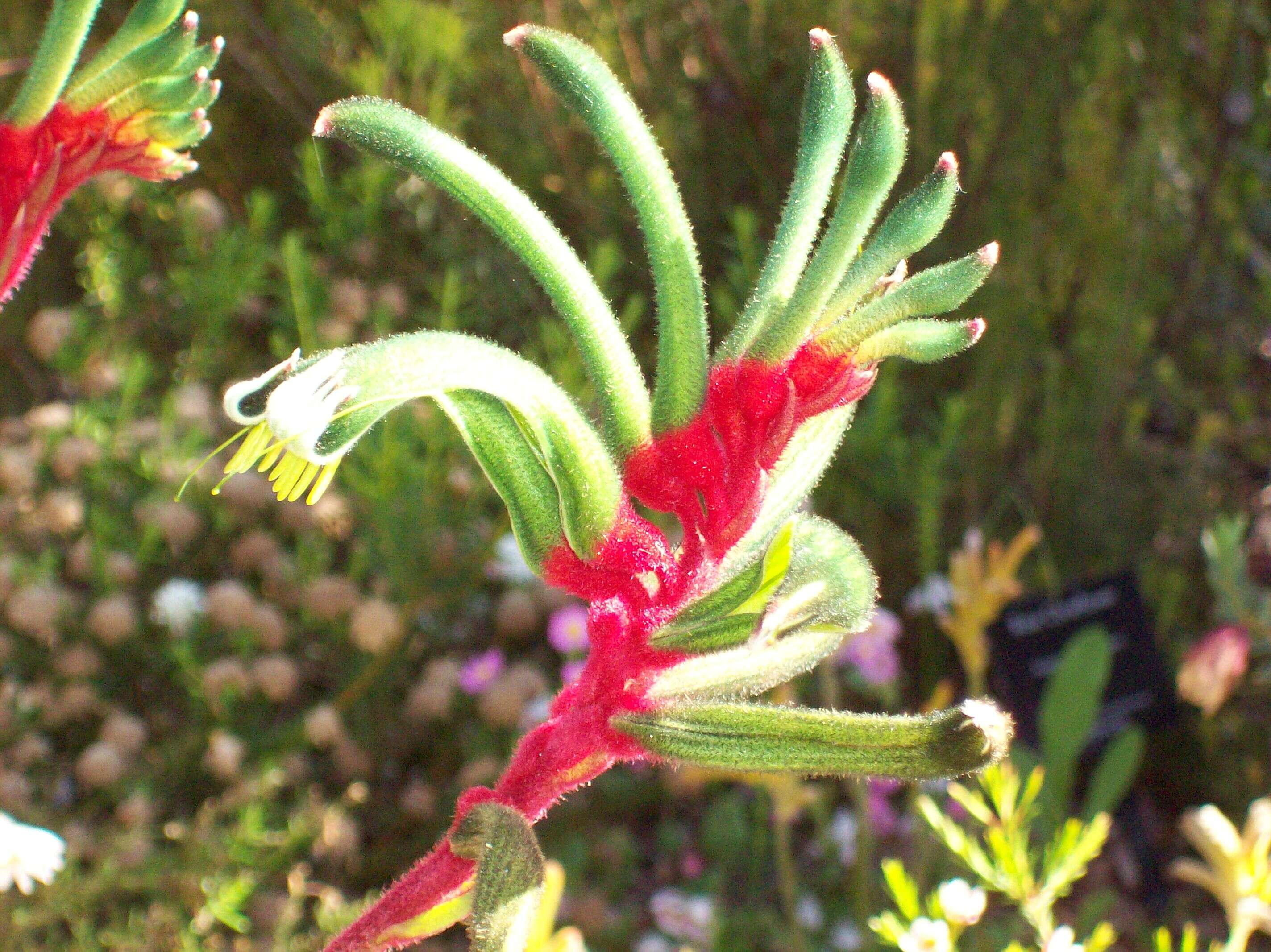 Image of Anigozanthos manglesii D. Don