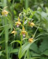 Epipactis thunbergii A. Gray resmi