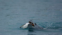 Image of Gentoo Penguin