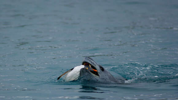 Image of Gentoo Penguin