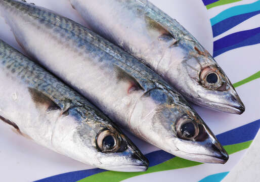 Image of Atlantic Mackerel