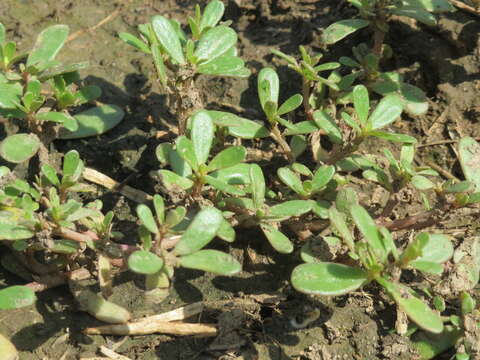 Image of common purslane