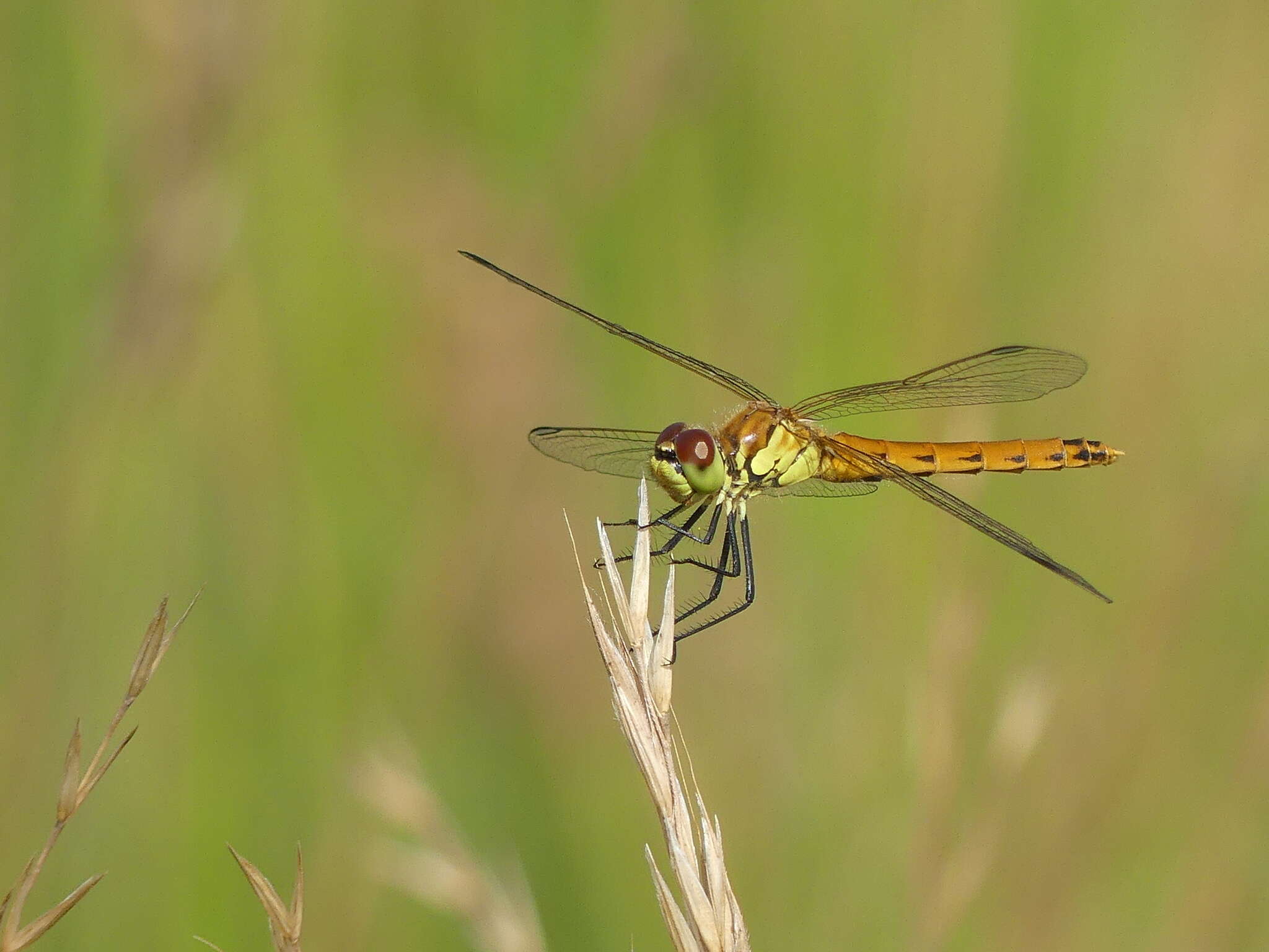 Image of spotted darter