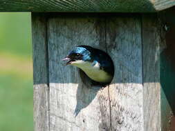 Image of Tachycineta Swallows