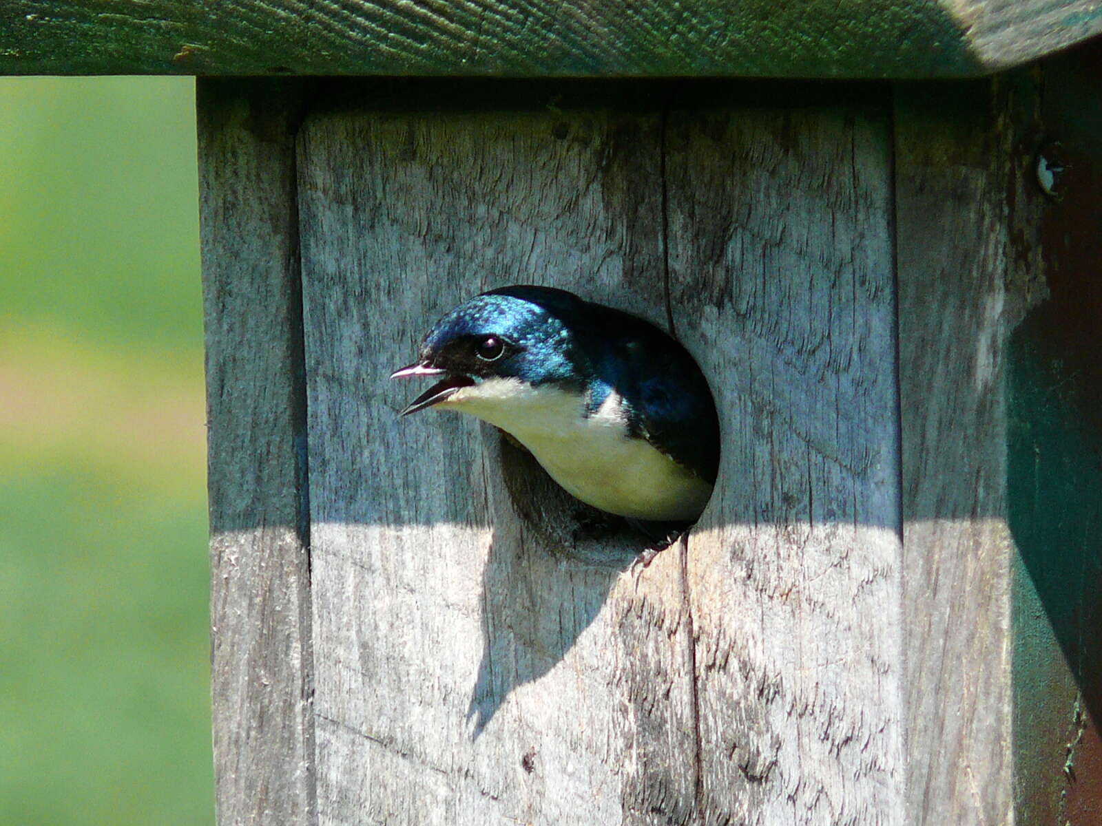 Image of Tachycineta Swallows