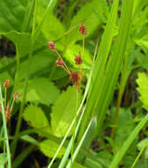 Image de Luzula pallescens Sw.