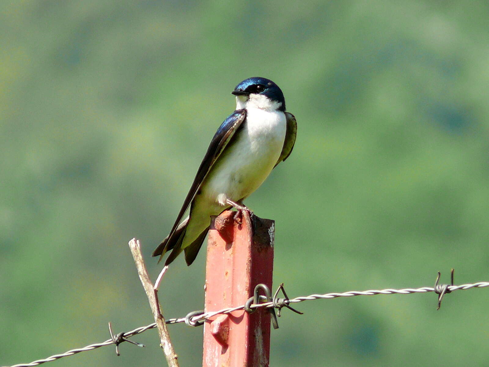 Image of Tachycineta Cabanis 1851