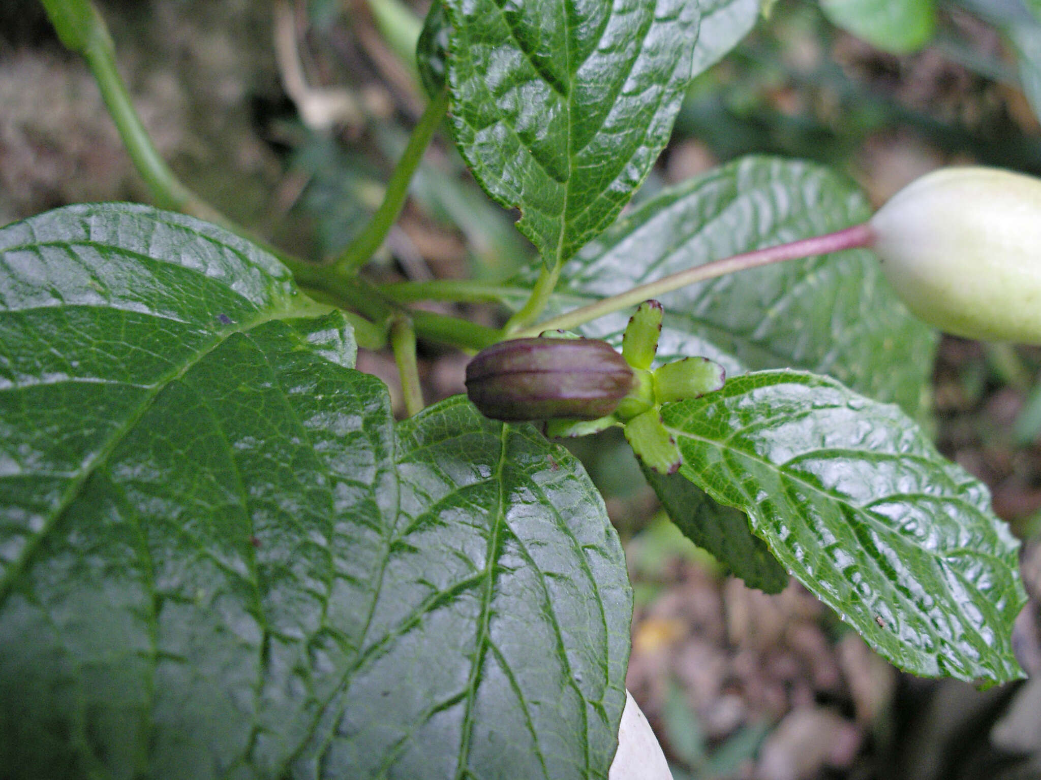 Imagem de Burmeistera cyclostigmata Donn. Sm.