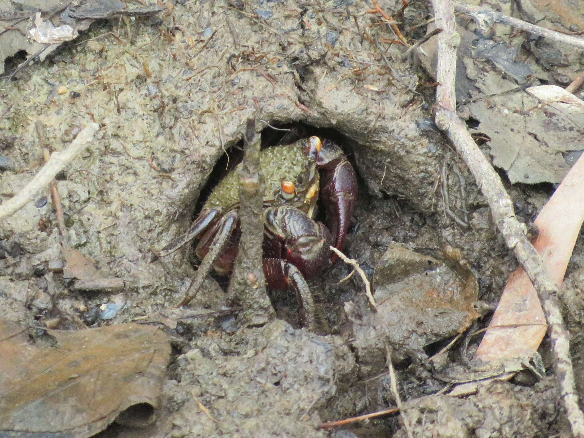 Image of Neosarmatium fourmanoiri Serène 1973