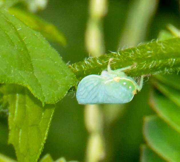 Plancia ëd Gyponana (Gyponana) tenella (Spångberg 1878)