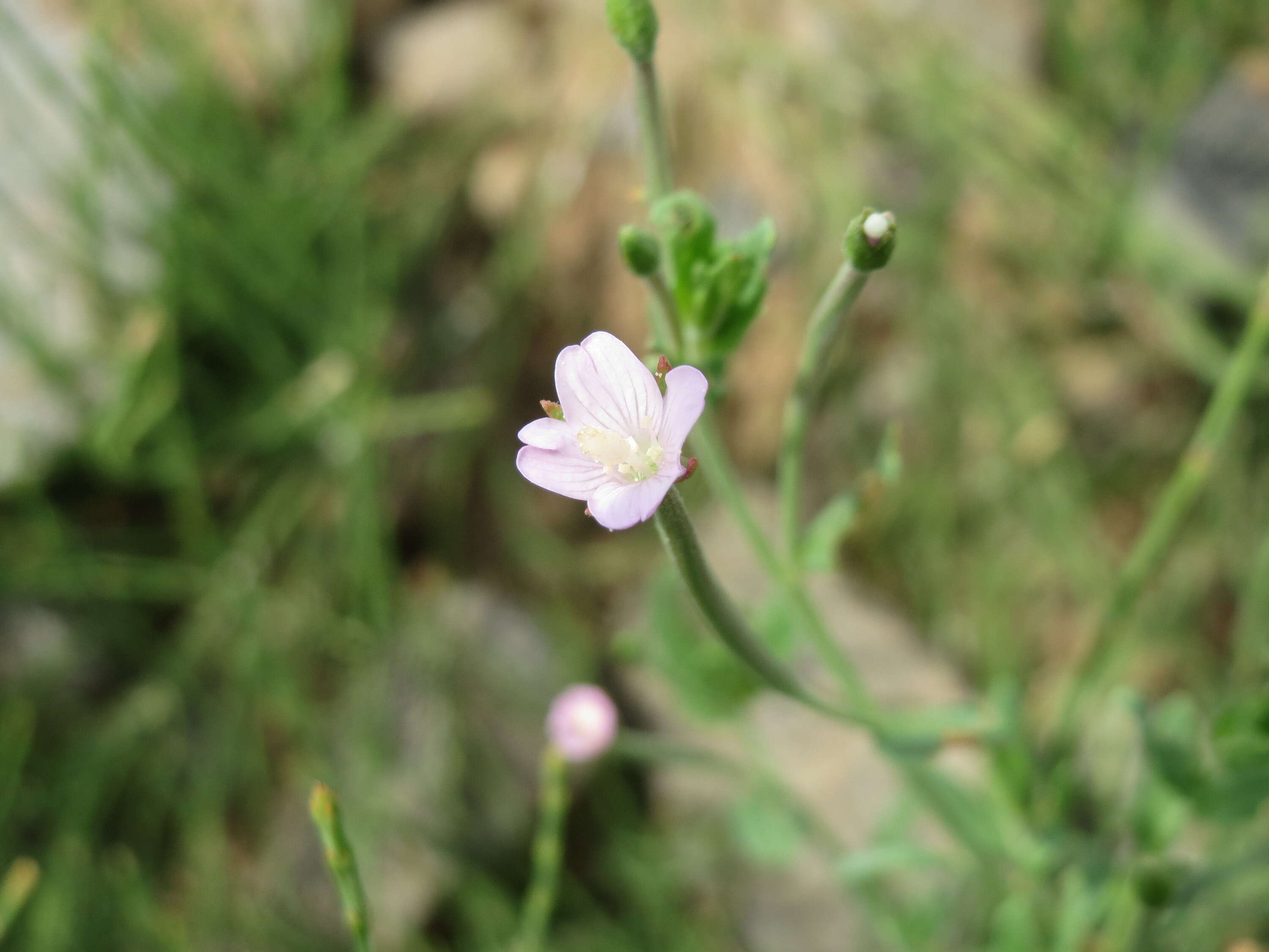 Image of american willowherb