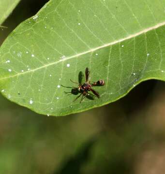 Physocephala marginata (Say 1823)的圖片