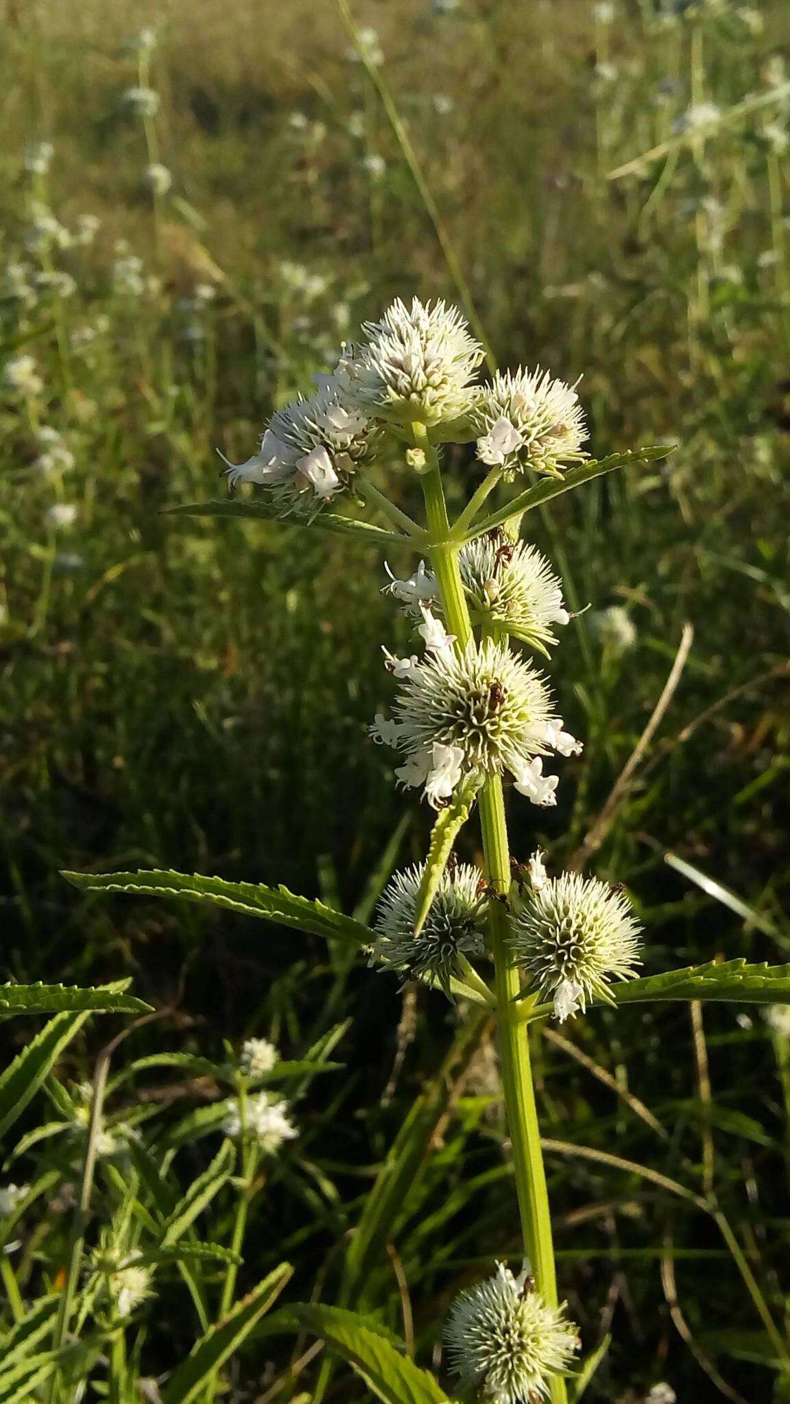 Image of Hyptis lappacea Benth.