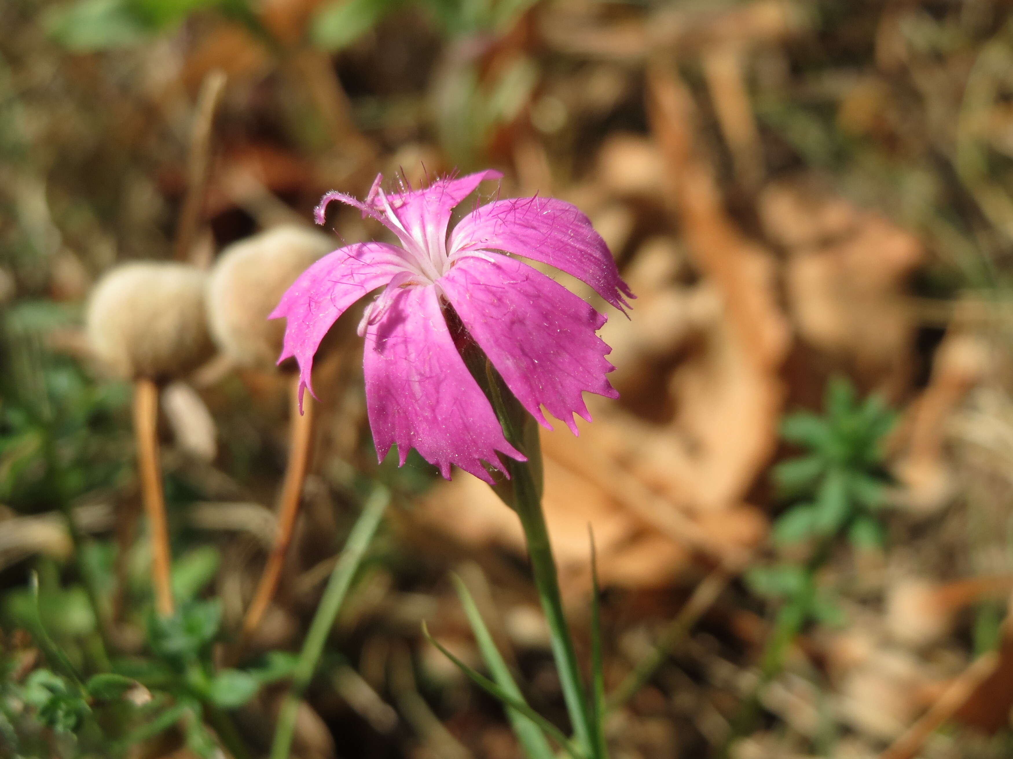 Image of carthusian pink