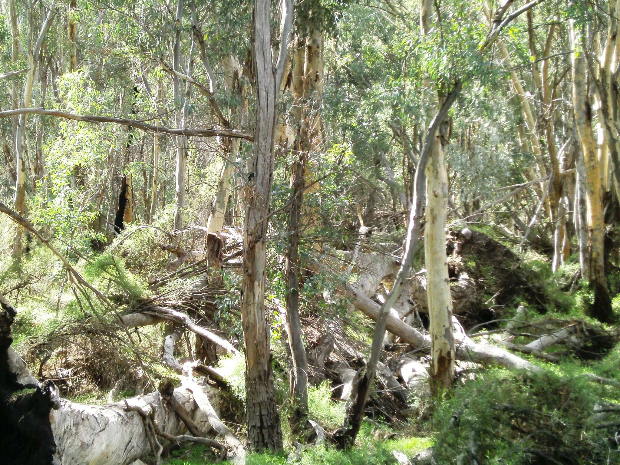 Слика од Eucalyptus camaldulensis subsp. minima Brooker & M. W. Mc Donald