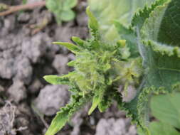 Image of garden cucumber