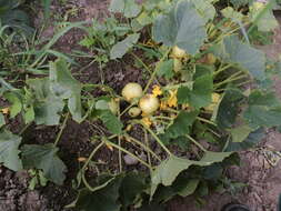 Image of garden cucumber