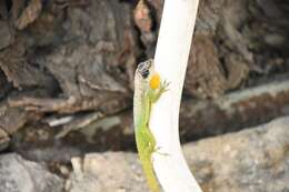Image of Barbados anole