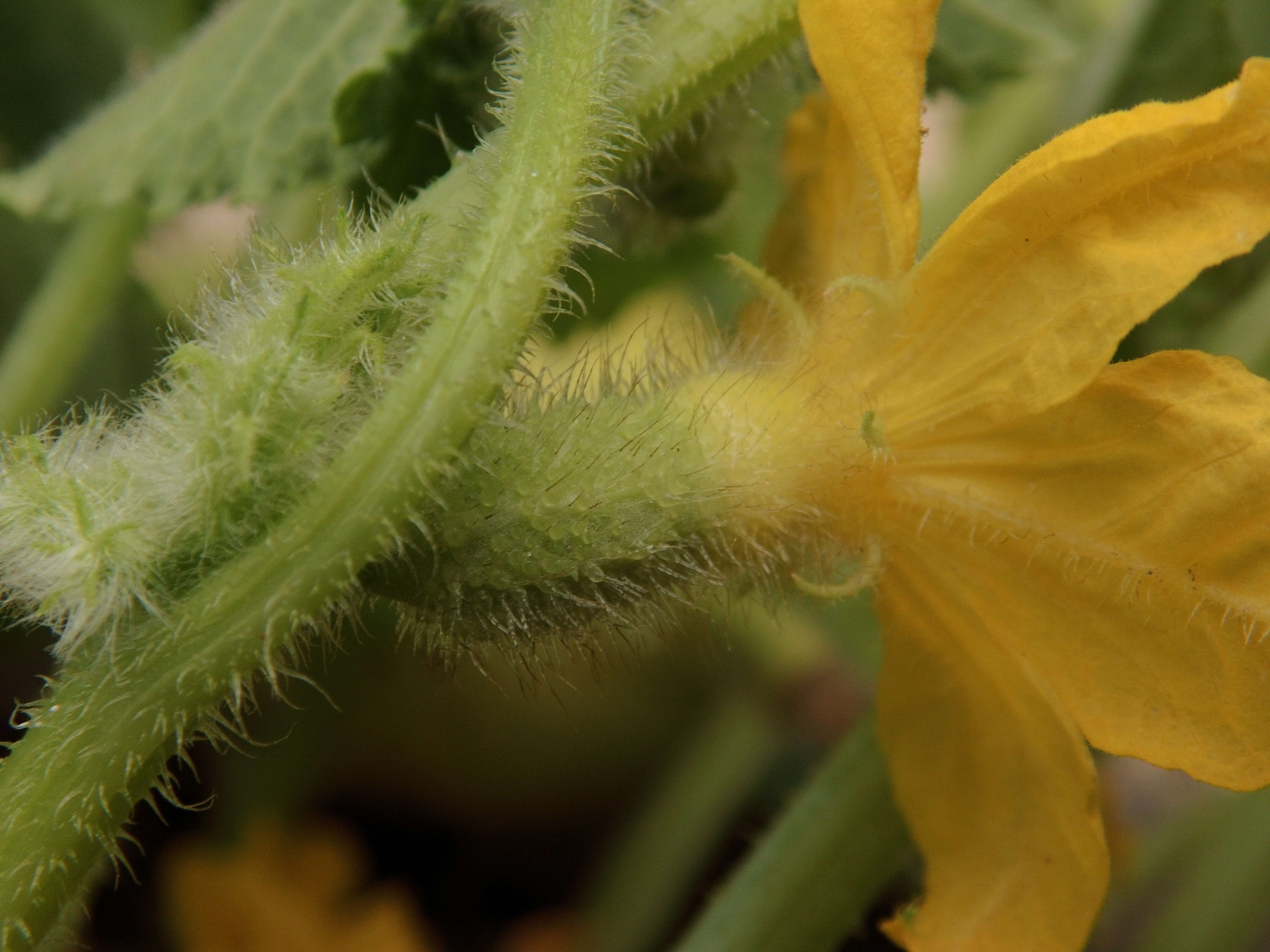 Image of garden cucumber