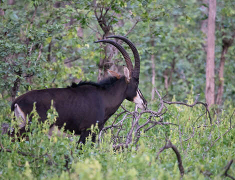 Image of Sable Antelope