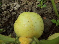 Image of garden cucumber