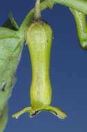 Image of Salpichroa scandens Damm.