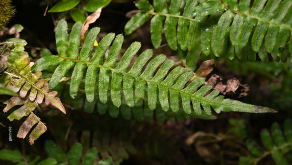 Image of Blechnum laevigatum Cav.