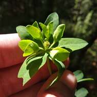 Image of Euphorbia esuliformis S. Schauer