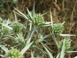 Imagem de Eryngium campestre L.