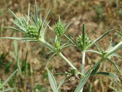 Image of field eryngo