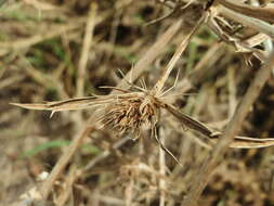 Image of field eryngo