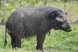 Image of Giant Forest Hogs