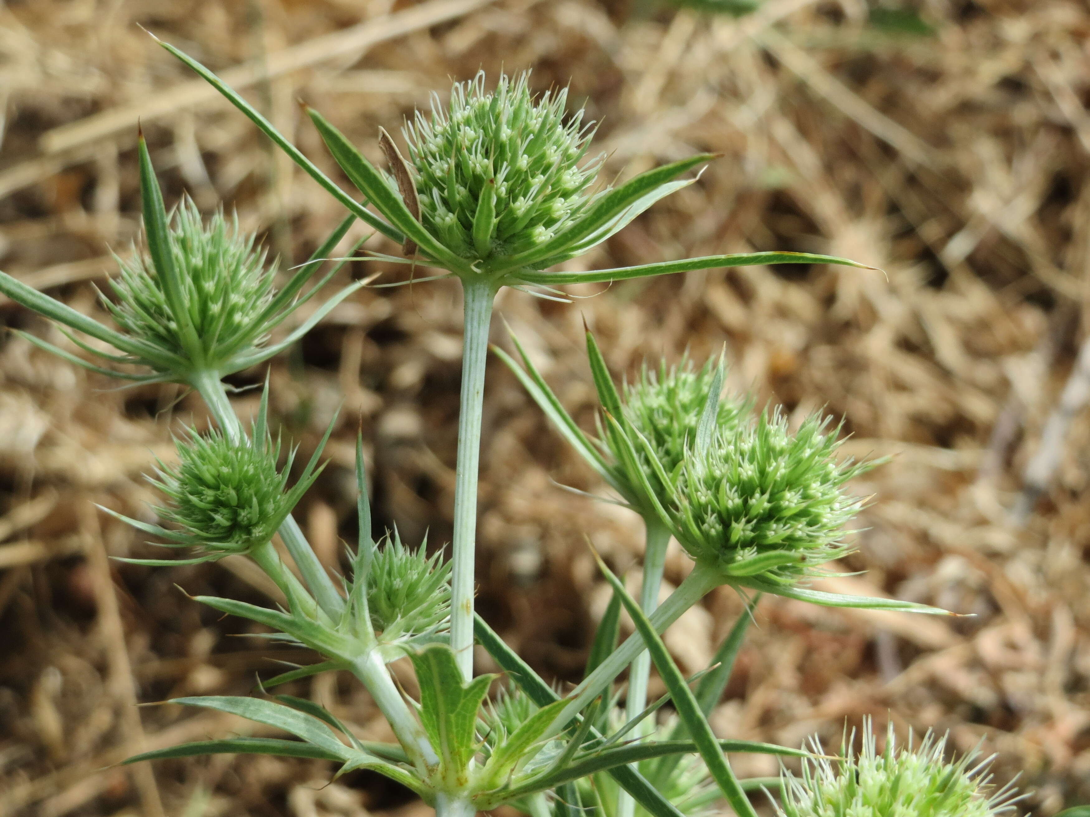 Eryngium campestre L. resmi