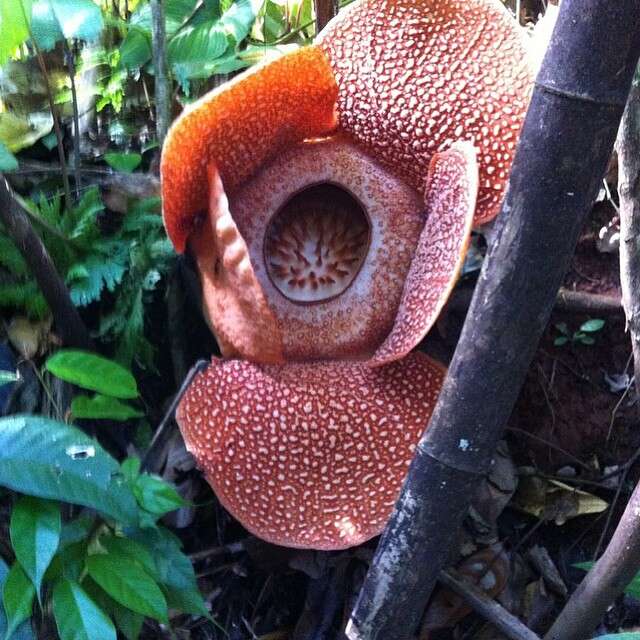 Image de Rafflesia